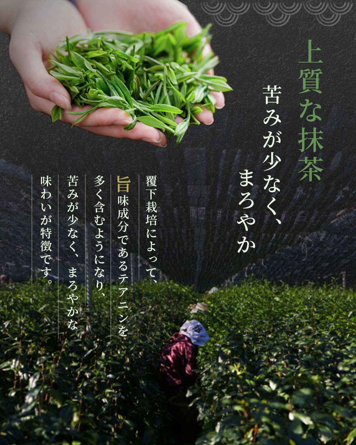 amashiro Matcha – Premium Uji Matcha Powder 250g (Made in Japan)